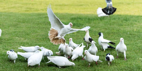 鸽子怎么养才是正确方法