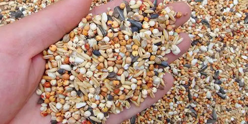 多种鸽粮的营养价值与使用指南