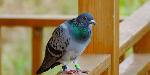 新手养信鸽必须知道这几个信鸽的饲养技巧和训练方法