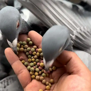 澳亚赢飞神赛鸽保健品