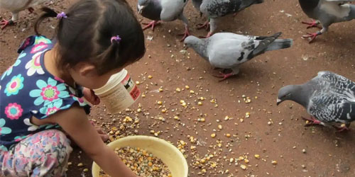 鸽子吃什么饲料最好