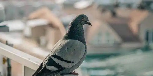 要想养出漂亮的幼鸽就要做好这六步