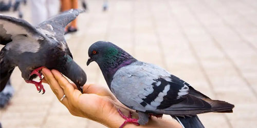 农村平房怎样养鸽子？