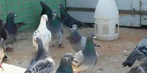 养鸽子赚钱吗，有前景吗