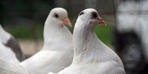 鸽子怎么养殖，有哪些方法和技巧？