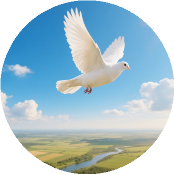 信鸽协会，信鸽资讯